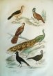 画像1: 1700年代の博物誌　オリジナル版画　『鳥』　ビュフォン (1)