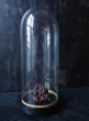 画像5: 西洋骨董屋　フランスアンティーク　１９世紀　ドームガラス　グローブ・ド・マリアージュ (5)