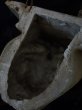 画像15: 西洋アンティーク　19世紀後期　エンジェルの石膏コンソール (15)